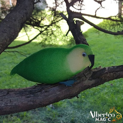 Loro de Esponja